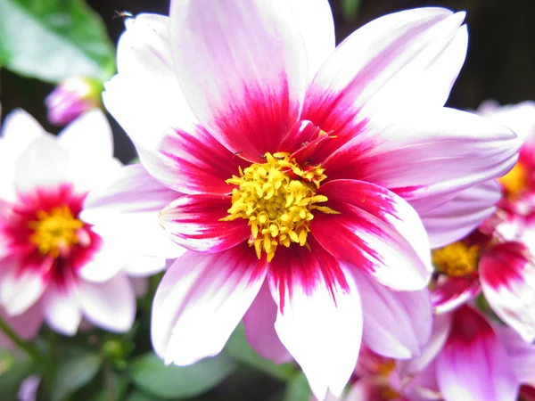 Rózsaszín virág exotica — Stock Fotó