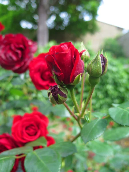 Почки и розы — стоковое фото