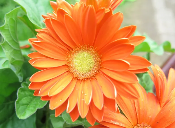 Szép narancssárga Margaréta — Stock Fotó