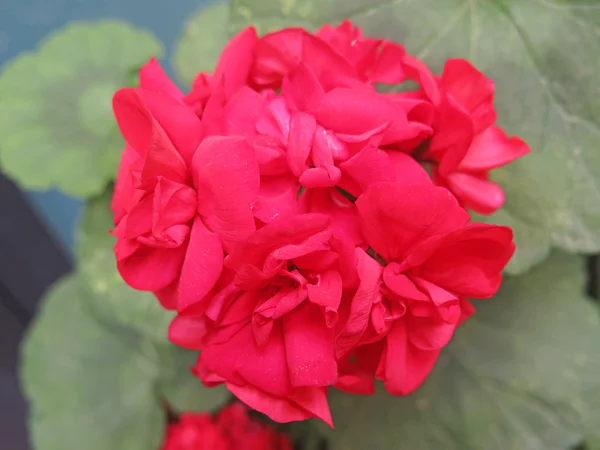 Beau géranium rouge — Photo