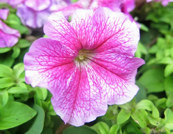 Bonita petunia rosa —  Fotos de Stock