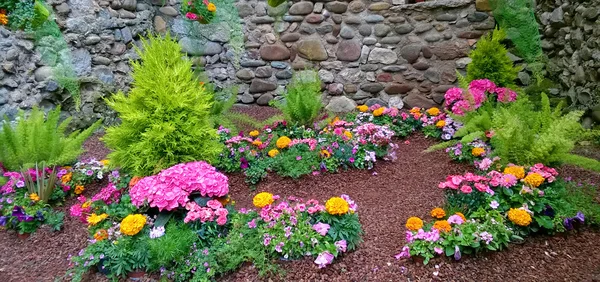 Красивий сад гортензій — стокове фото