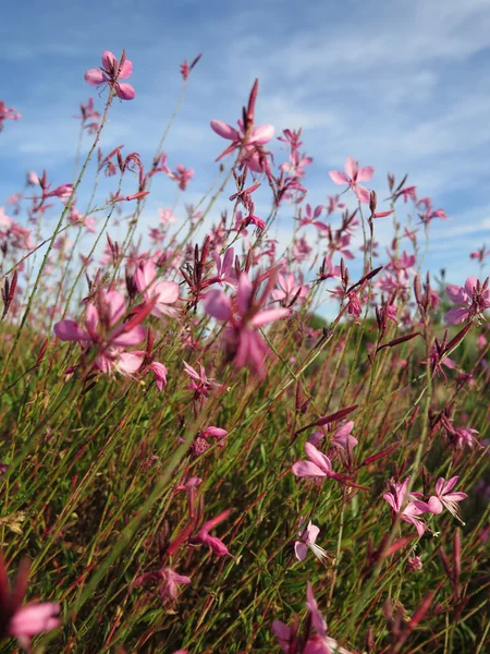 Fleurs — Photo