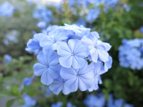 Blauwe bloemen — Stockfoto