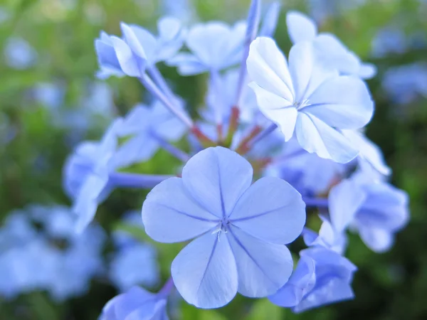 Blaue Blumen — Stockfoto