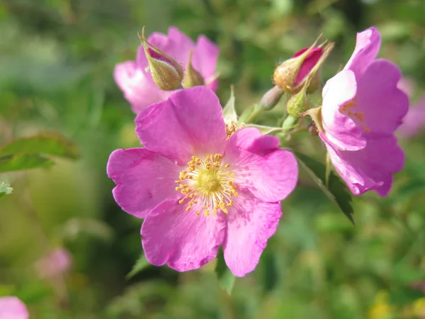 Flores rosas