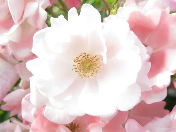 Flor blanca — Photo