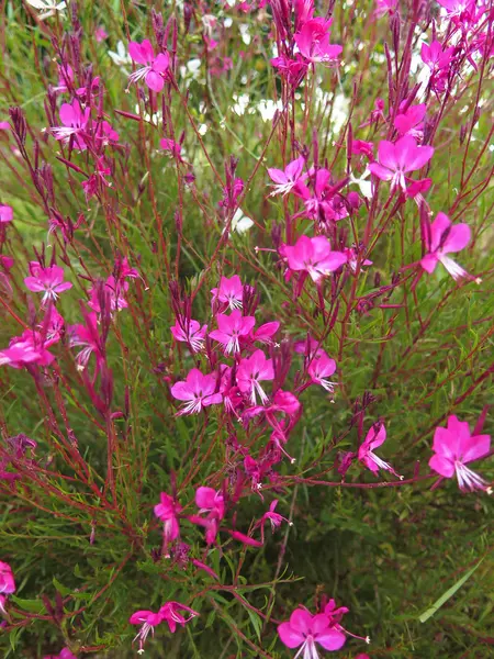 Flores —  Fotos de Stock