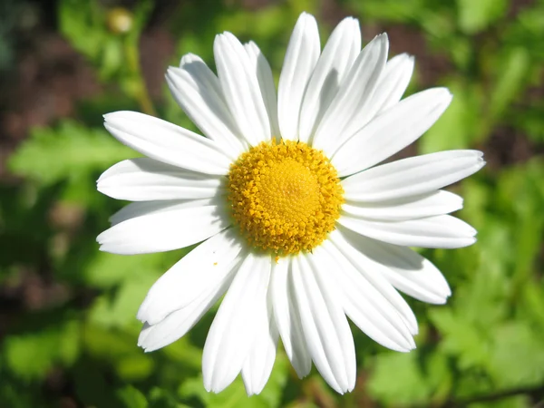 Daisy — Stock Photo, Image