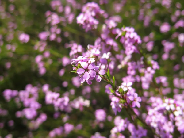 花 — ストック写真