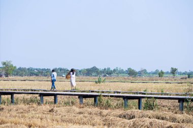 Rice Straw Rice Tarlası Hasat Arkaplanı