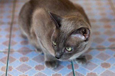 Gri yetişkin kırma kedi yerde yatıyor.