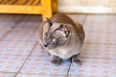 Gri yetişkin kırma kedi yerde yatıyor.