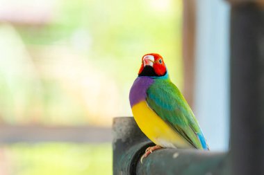 Güzel renkli Gouldian ispinozu