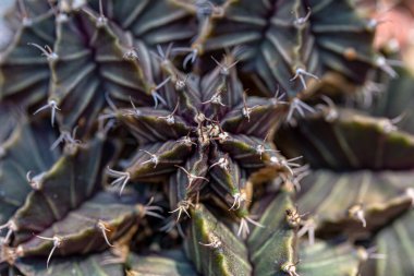 Kaktüs çöl gibi çorak topraklarda yaşayan bir bitkidir.