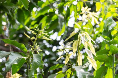 Güneşin altındaki yaprakların deseni doğanın güzelliğini yansıtır..