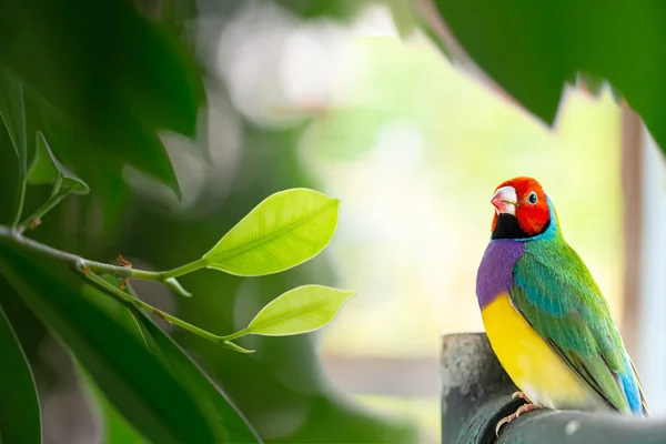 Piękny Wielobarwny Ptak Gouldian Finch — Zdjęcie stockowe