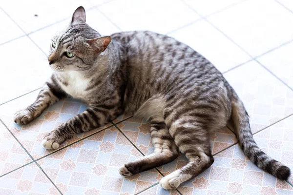 Graue Erwachsene Mischlingskatze Liegt Auf Dem Boden — Stockfoto