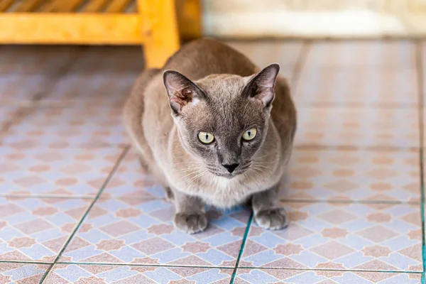 Cinza Adulto Mestiço Gato Encontra Chão — Fotografia de Stock