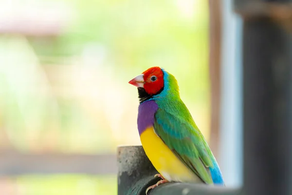 Hermoso Pájaro Pinzón Guldiano Multicolor —  Fotos de Stock
