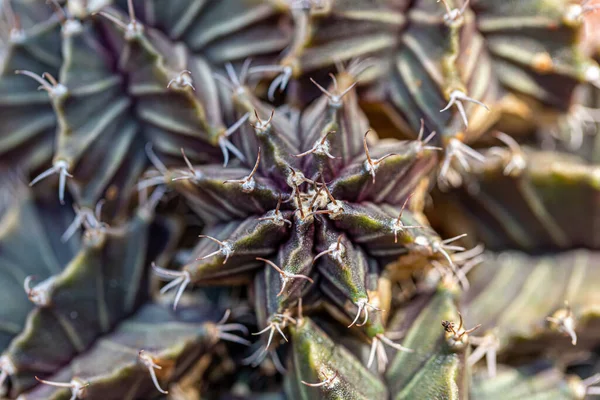 Cactus Est Une Plante Qui Vit Dans Des Terres Arides — Photo