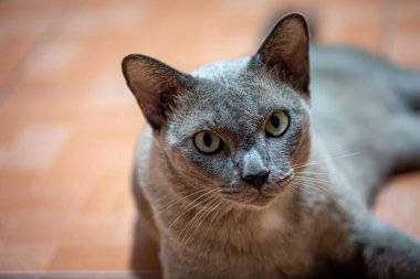 Gri yetişkin kırma kedi yerde yatıyor.