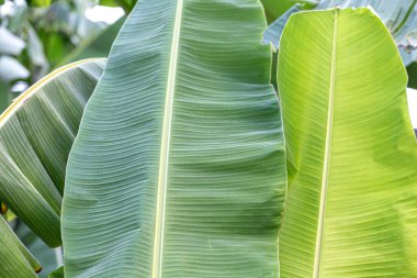 Muz yaprağı ve yağmur damlası