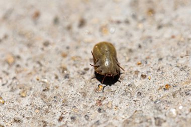 Göbek dolu büyük bir köpek kenesi.