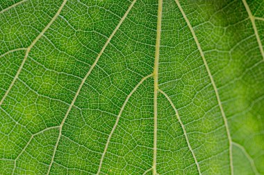 Güneşin altındaki yaprakların deseni doğanın güzelliğini yansıtır..