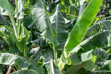 Muz yaprağı ve yağmur damlası