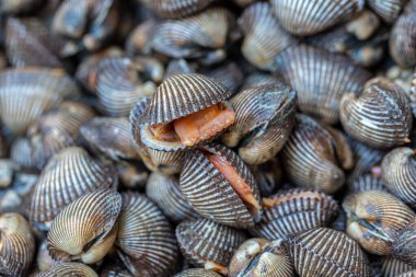 Sıradan bir midyeye yakın çekim