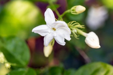 Yasemin 'in çiçek açan güzel bir dalının görüntüsü