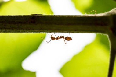 Yeşil yapraklı kırmızı dokumacı karıncaları kapat