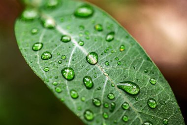 Yağmur ormanlarının yağmur mevsiminde yaprakların üzerindeki su damlacıkları 