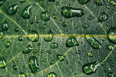 Yağmur ormanlarının yağmur mevsiminde yaprakların üzerindeki su damlacıkları 