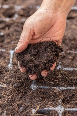 Çevre Günü Ağaçların elinde filizlenen fidelerin