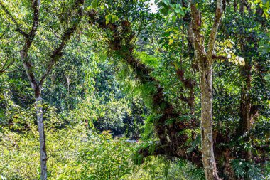 Onlarca yıllık büyük ağaçlar, hayvanlar için gölge ve yaşam alanı sağlamanın yanı sıra doğanın zenginliğinin kontrol edilmesine yardımcı olur..