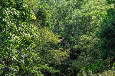 Onlarca yıllık büyük ağaçlar, hayvanlar için gölge ve yaşam alanı sağlamanın yanı sıra doğanın zenginliğinin kontrol edilmesine yardımcı olur..