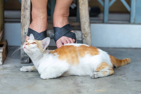 Γκρίζα Ενήλικη Μπάσταρδη Γάτα Ξαπλωμένη Στο Πάτωμα — Φωτογραφία Αρχείου