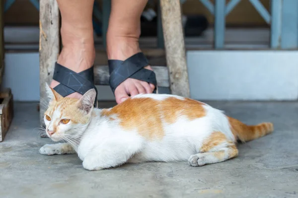 Kucing Kampung Dewasa Abu Abu Terletak Lantai — Stok Foto