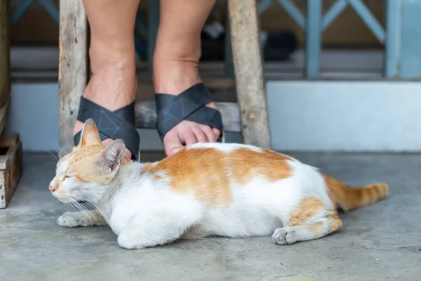 Cinza Adulto Mestiço Gato Encontra Chão — Fotografia de Stock