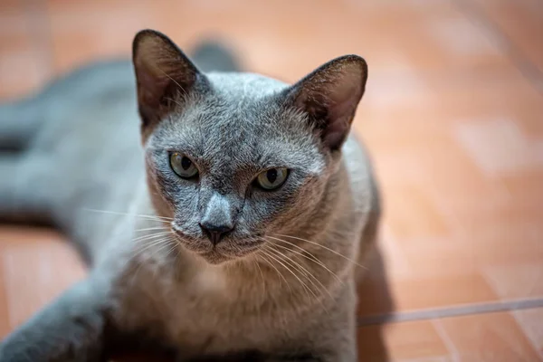 Kucing Kampung Dewasa Abu Abu Terletak Lantai — Stok Foto