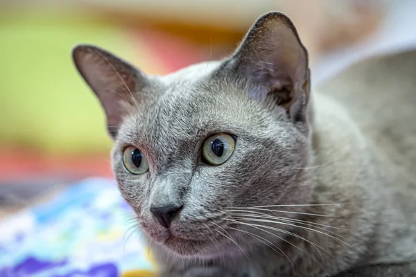 Cinza Adulto Mestiço Gato Encontra Chão — Fotografia de Stock