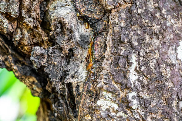 Lichen Jaune Sur Arbre — Photo