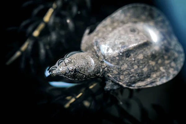 自然の中で柔らかい殻のカメ — ストック写真