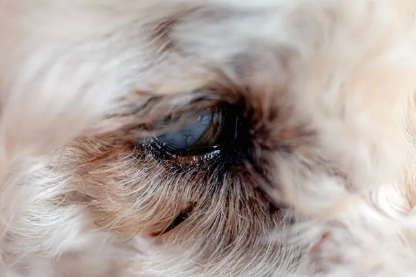 Yaşlı Köpekler Her Iki Gözde Engellidir — Stok fotoğraf