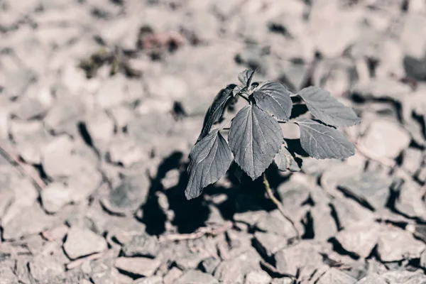 New Life Dry Soil Cracks — Stock Photo, Image