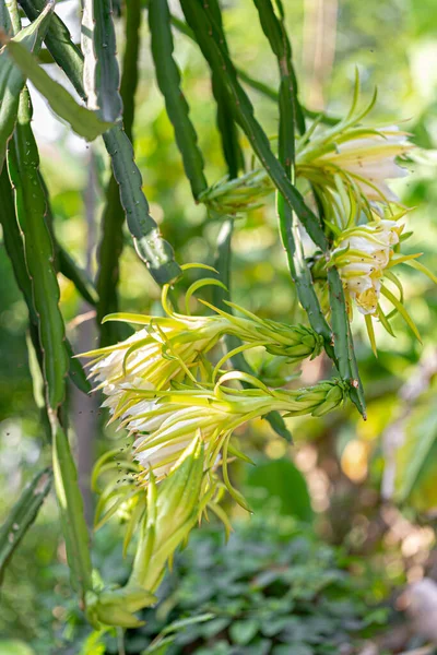 Galho Árvore Fruto Dragão Uma Planta Suculenta Capaz Agarrar Outras — Fotografia de Stock