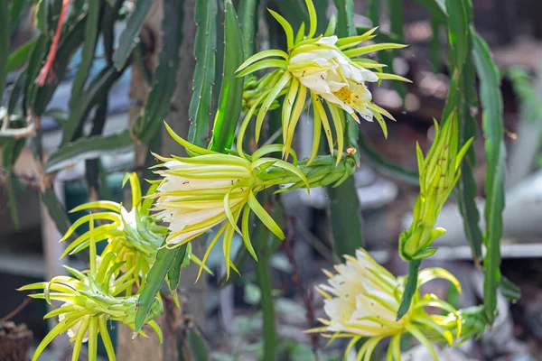 Dragon Fruit Tree Branch Succulent Plant Able Cling Other Trees — Stock Photo, Image