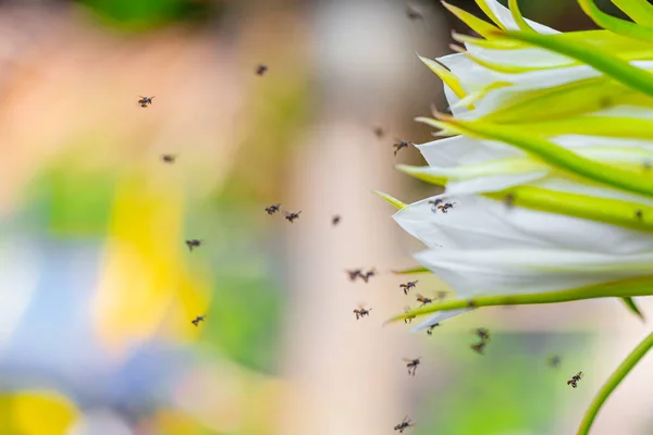 Abelhas Voando Redor Flores Para Encontrar Néctar — Fotografia de Stock